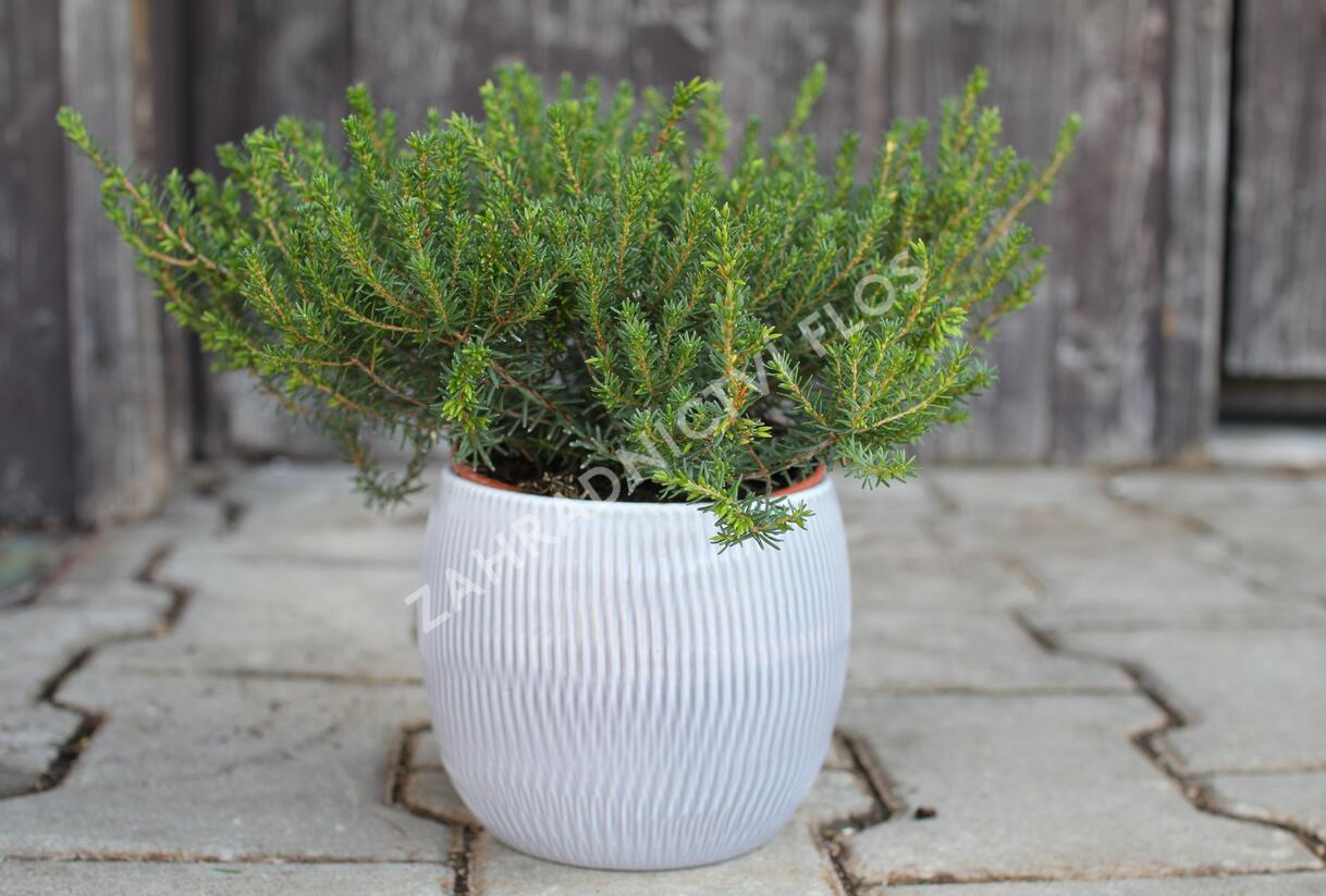 Vřesovec darlejský 'Winter Surprice' - Erica darleyensis 'Winter Surprice'