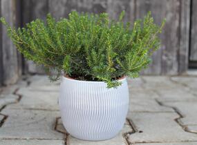 Vřesovec darlejský 'Winter Surprice' - Erica darleyensis 'Winter Surprice'