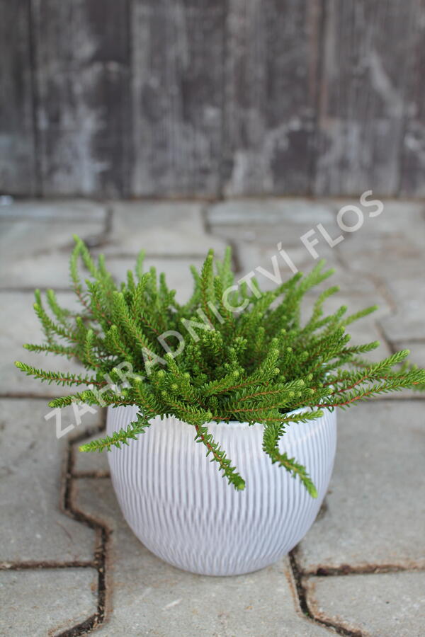 Šicha černá 'Ireland' - Empetrum nigrum 'Ireland'