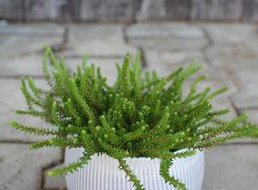 Šicha černá 'Ireland' - Empetrum nigrum 'Ireland'