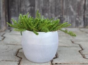 Šicha černá 'Ireland' - Empetrum nigrum 'Ireland'