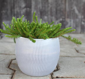 Šicha černá 'Ireland' - Empetrum nigrum 'Ireland'