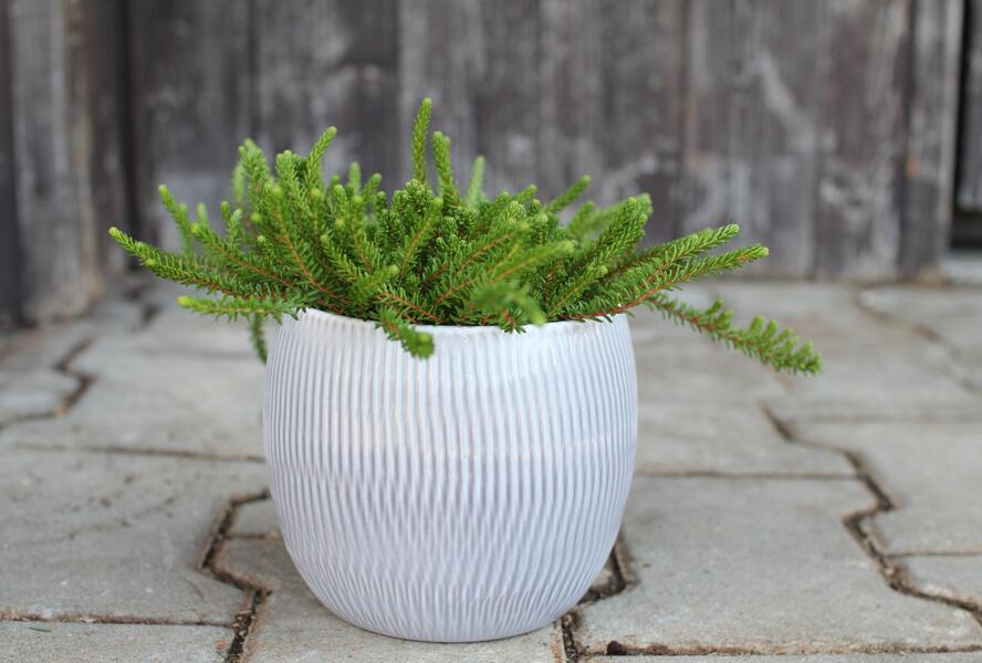 Šicha černá 'Ireland' - Empetrum nigrum 'Ireland'