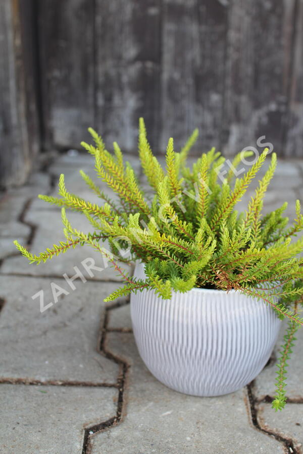 Šicha černá 'Bernstein' - Empetrum nigrum 'Bernstein'