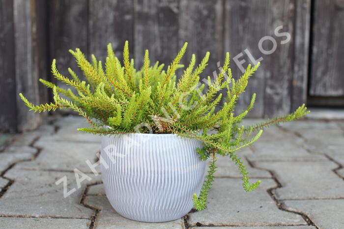 Šicha černá 'Bernstein' - Empetrum nigrum 'Bernstein'