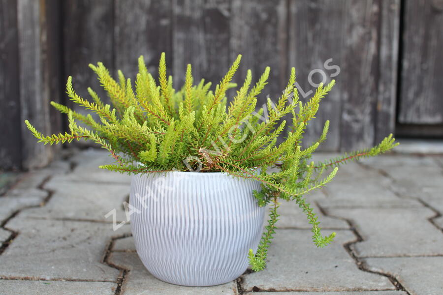 Šicha černá 'Bernstein' - Empetrum nigrum 'Bernstein'