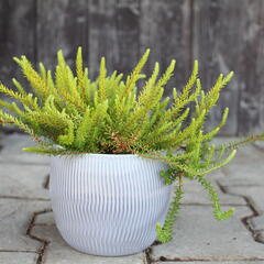 Šicha černá 'Bernstein' - Empetrum nigrum 'Bernstein'