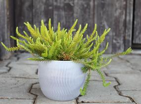 Šicha černá 'Bernstein' - Empetrum nigrum 'Bernstein'