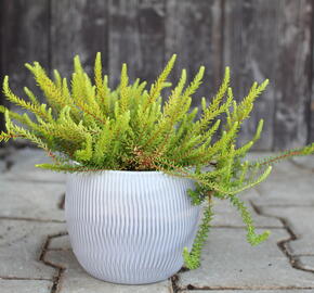Šicha černá 'Bernstein' - Empetrum nigrum 'Bernstein'