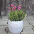 Daboecia cantabrica 'Tina'_03.JPG