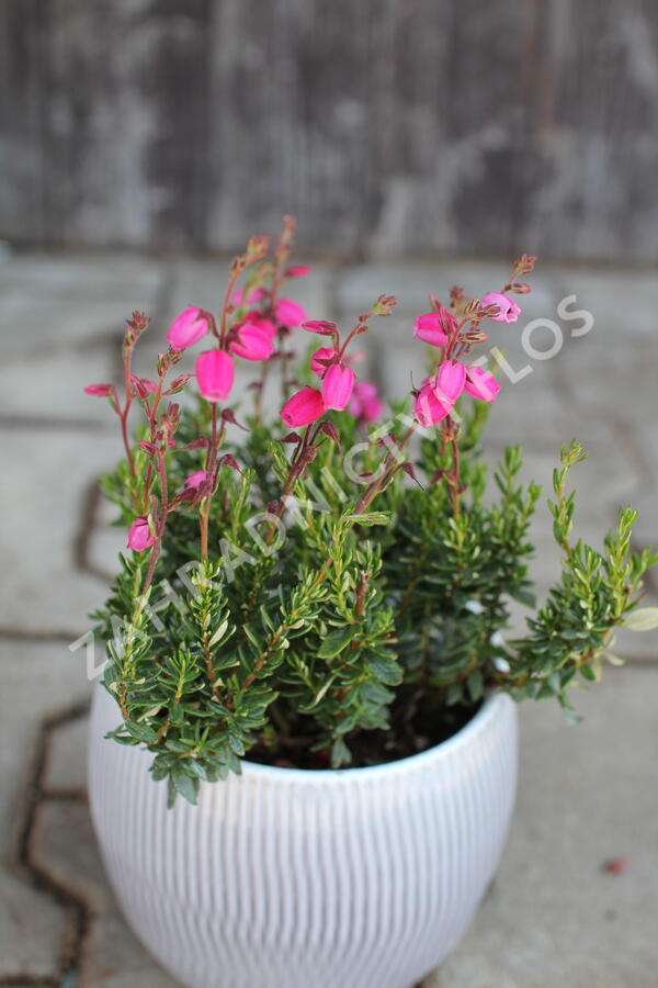 Dabécie kantabrijská, Irský vřes 'Tina' - Daboecia cantabrica 'Tina'