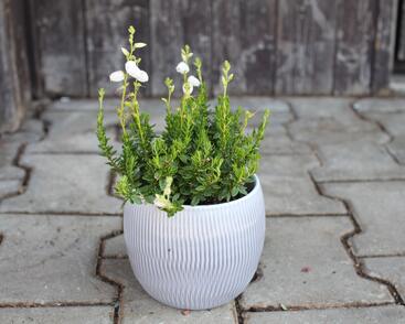 Dabécie kantabrijská, Irský vřes 'Alberta White'