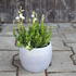Daboecia cantabrica 'Alberta White'_03.JPG
