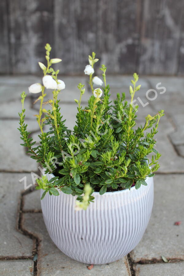 Dabécie kantabrijská, Irský vřes 'Alberta White' - Daboecia cantabrica 'Alberta White'