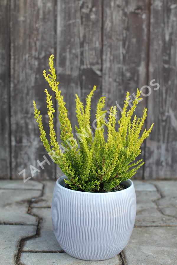 Vřes obecný (Sunset girls®) 'Zeta' - Calluna vulgaris (Sunset girls®) 'Zeta'
