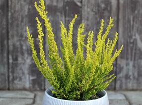 Vřes obecný (Sunset girls®) 'Zeta' - Calluna vulgaris (Sunset girls®) 'Zeta'