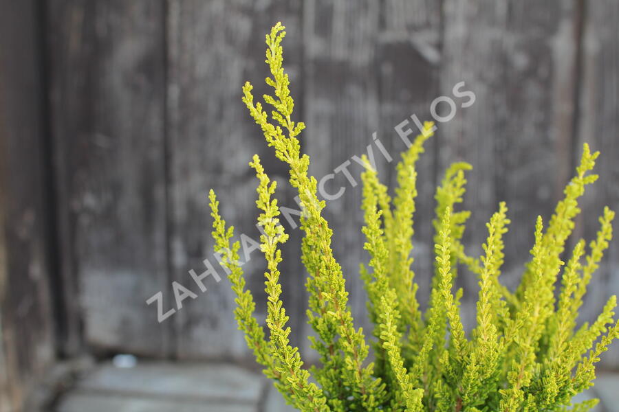 Vřes obecný (Sunset girls®) 'Zeta' - Calluna vulgaris (Sunset girls®) 'Zeta'