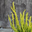 Vřes obecný (Sunset girls®) 'Zeta' - Calluna vulgaris (Sunset girls®) 'Zeta'