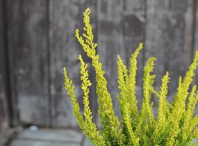 Vřes obecný (Sunset girls®) 'Zeta' - Calluna vulgaris (Sunset girls®) 'Zeta'