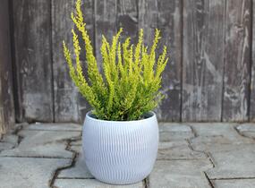 Vřes obecný (Sunset girls®) 'Zeta' - Calluna vulgaris (Sunset girls®) 'Zeta'