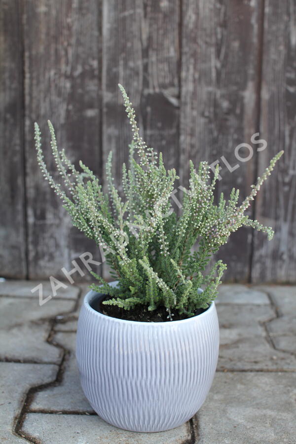 Vřes obecný 'Silvana' (Garden girls®) - Calluna vulgaris 'Silvana' (Garden girls®)