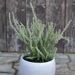 Vřes obecný 'Silvana' (Garden girls®) - Calluna vulgaris 'Silvana' (Garden girls®)