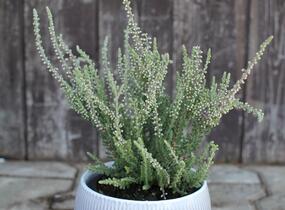 Vřes obecný 'Silvana' (Garden girls®) - Calluna vulgaris 'Silvana' (Garden girls®)
