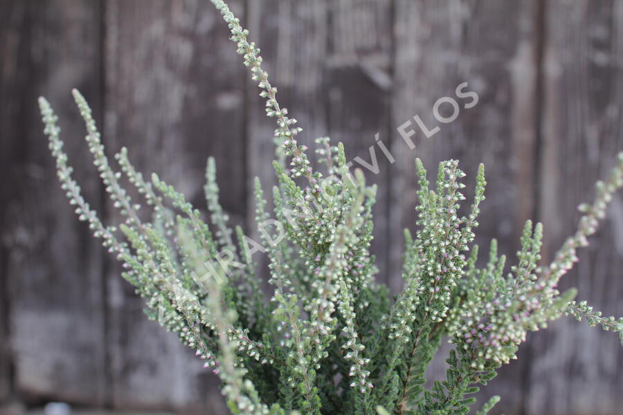 Vřes obecný 'Silvana' (Garden girls®) - Calluna vulgaris 'Silvana' (Garden girls®)