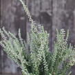 Vřes obecný 'Silvana' (Garden girls®) - Calluna vulgaris 'Silvana' (Garden girls®)