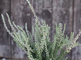 Vřes obecný 'Silvana' (Garden girls®) - Calluna vulgaris 'Silvana' (Garden girls®)