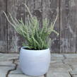 Vřes obecný 'Silvana' (Garden girls®) - Calluna vulgaris 'Silvana' (Garden girls®)