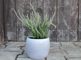 Vřes obecný 'Silvana' (Garden girls®) - Calluna vulgaris 'Silvana' (Garden girls®)