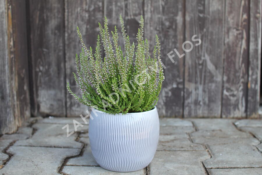 Vřes obecný 'Spring Torch' - Calluna vulgaris 'Spring Torch'