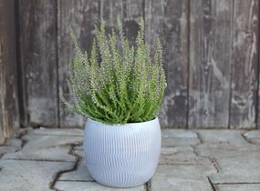 Vřes obecný 'Spring Torch' - Calluna vulgaris 'Spring Torch'