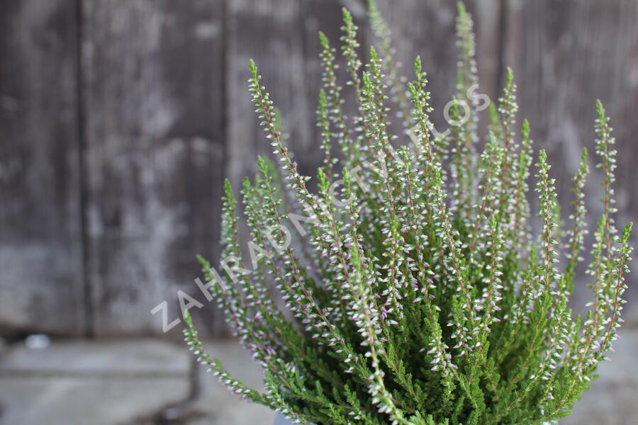 Vřes obecný 'Spring Torch' - Calluna vulgaris 'Spring Torch'