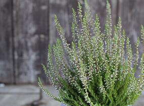 Vřes obecný 'Spring Torch' - Calluna vulgaris 'Spring Torch'