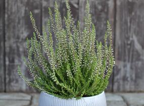 Vřes obecný 'Spring Torch' - Calluna vulgaris 'Spring Torch'