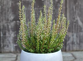 Vřes obecný 'Mary Ann' (Garden girls®) - Calluna vulgaris 'Mary Ann' (Garden girls®)