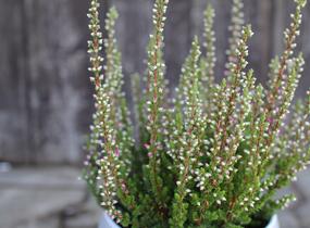 Vřes obecný 'Mary Ann' (Garden girls®) - Calluna vulgaris 'Mary Ann' (Garden girls®)