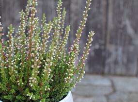 Vřes obecný 'Mary Ann' (Garden girls®) - Calluna vulgaris 'Mary Ann' (Garden girls®)