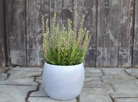 Vřes obecný 'Mary Ann' (Garden girls®) - Calluna vulgaris 'Mary Ann' (Garden girls®)