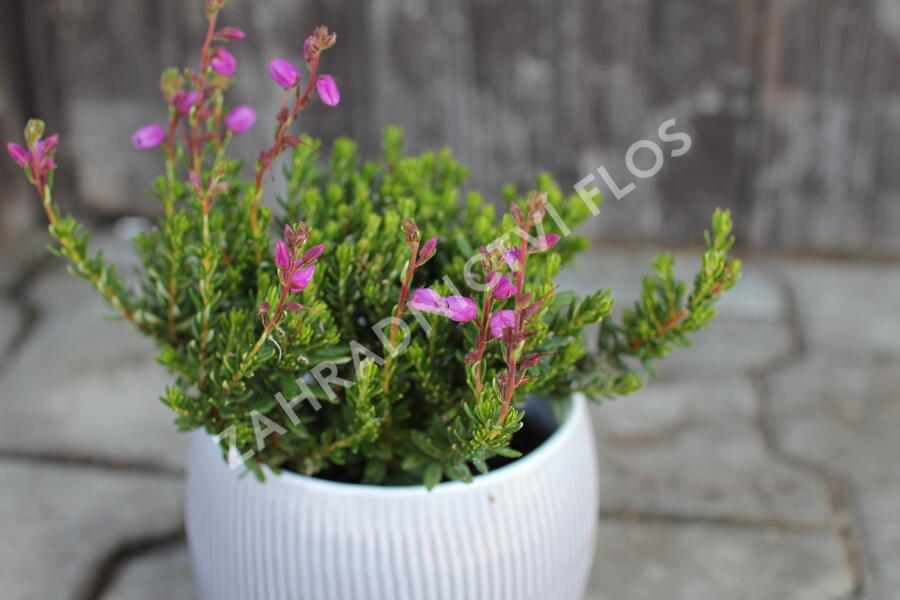 Dabécie kantabrijská, Irský vřes 'Vanessa' - Daboecia cantabrica 'Vanessa'