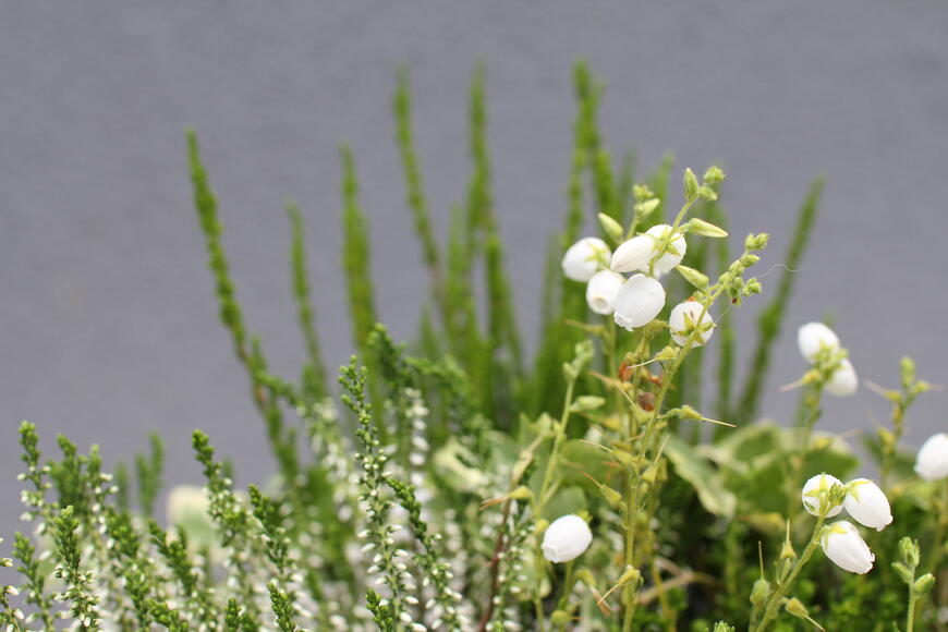 Bílá elegance (vřey inspirace)