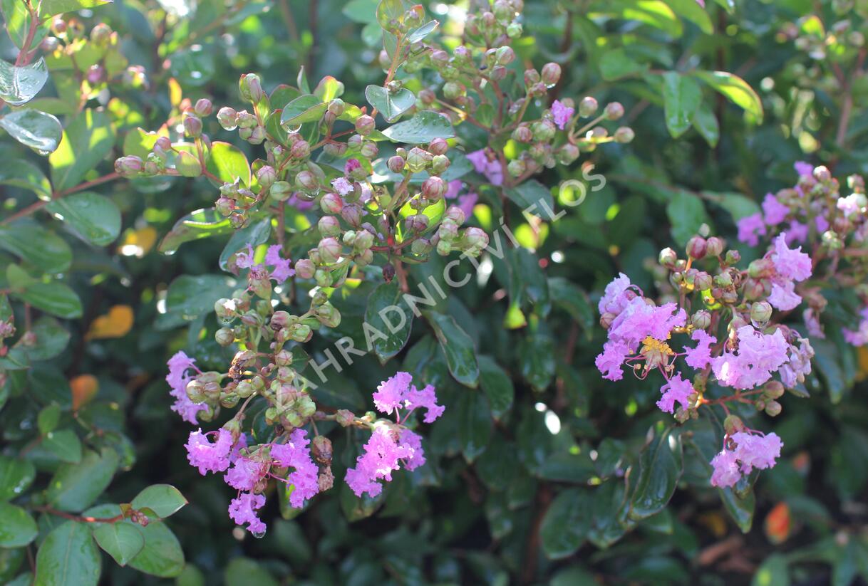 Pukol indický, krepová myrta 'Petite Orchid' - Lagerstroemia indica 'Petite Orchid'