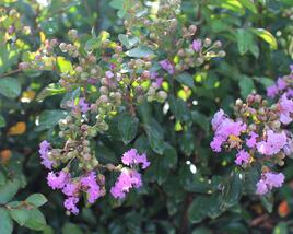 Pukol indický, krepová myrta 'Petite Orchid'
