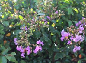 Pukol indický, krepová myrta 'Petite Orchid' - Lagerstroemia indica 'Petite Orchid'