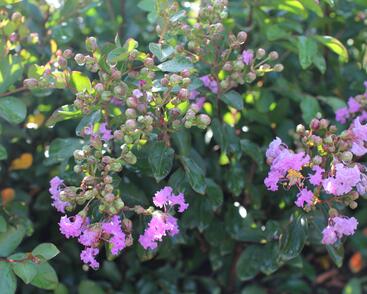 Pukol indický, krepová myrta 'Petite Orchid'