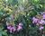 Pukol indický, krepová myrta 'Petite Orchid'
