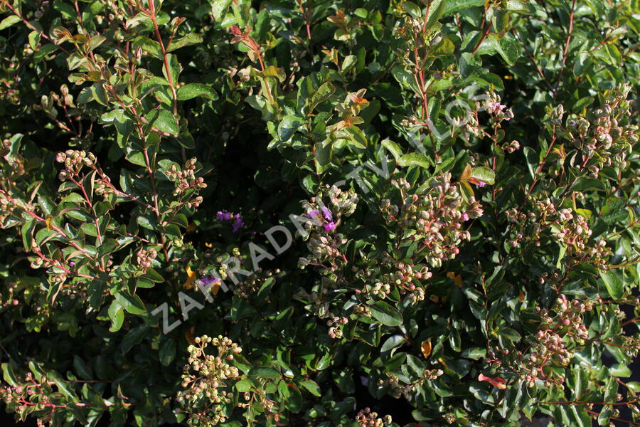 Pukol indický, krepová myrta 'Petite Orchid' - Lagerstroemia indica 'Petite Orchid'