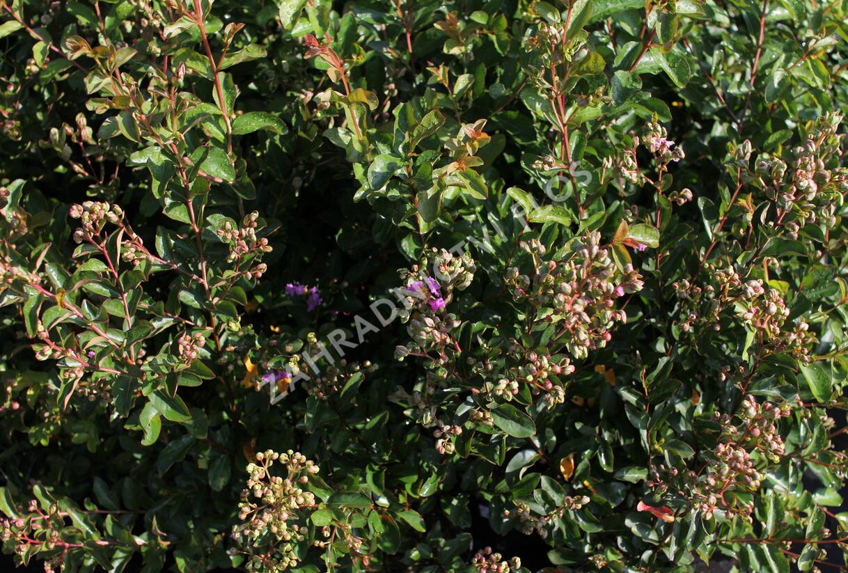 Pukol indický, krepová myrta 'Petite Orchid' - Lagerstroemia indica 'Petite Orchid'